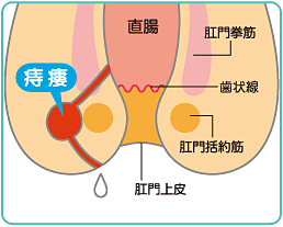 낤iȎj